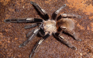 Skeleton-tarantula