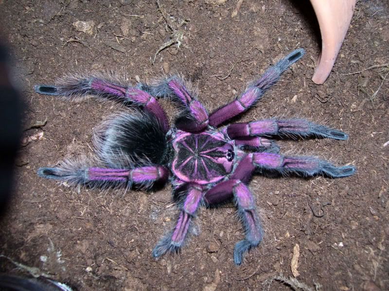 Purple-bloom-tarantula