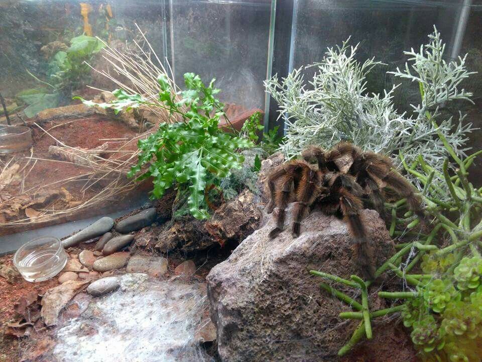 Tarantula enclosures