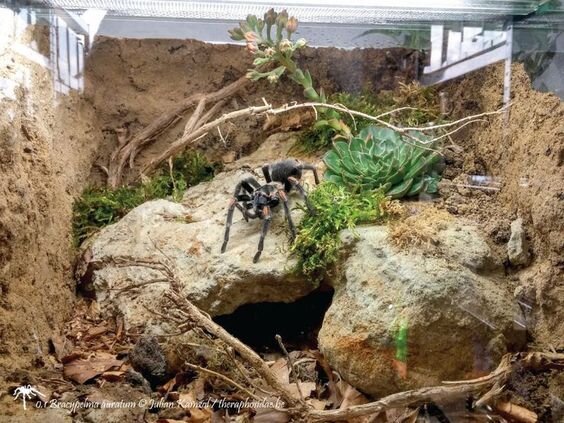 natural habitat of tarantula