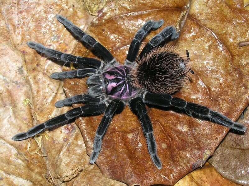 Colombian lasserblack tarantula Xenesthis immensis