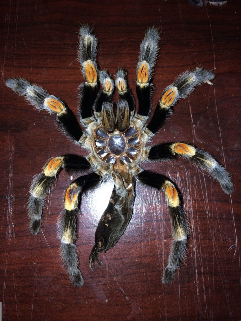 tarantula molting