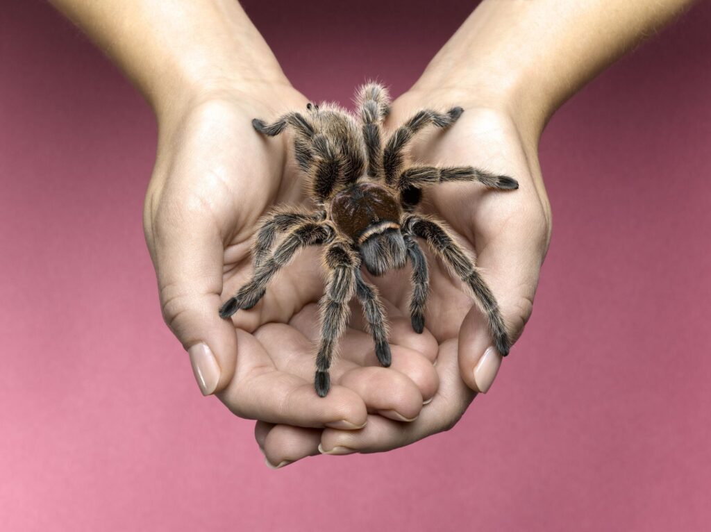 how to care for pet tarantula