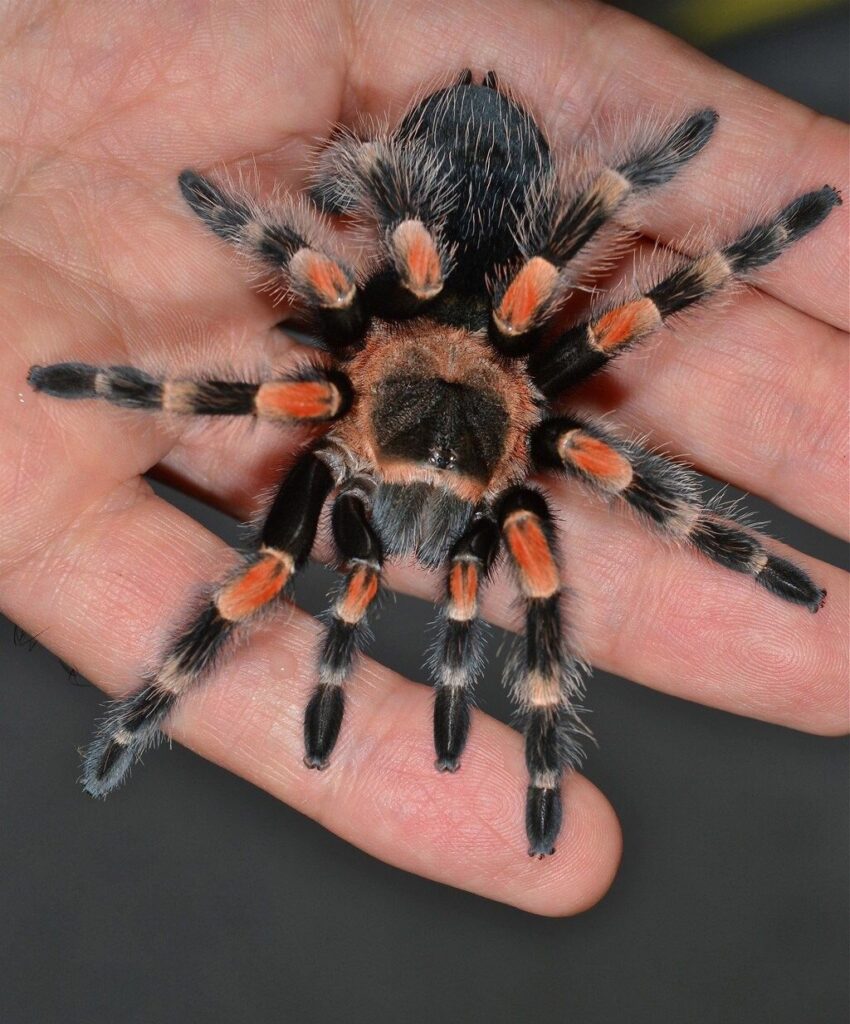 Handling of tarantulas