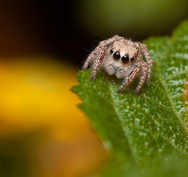 How long do jumping spiders live