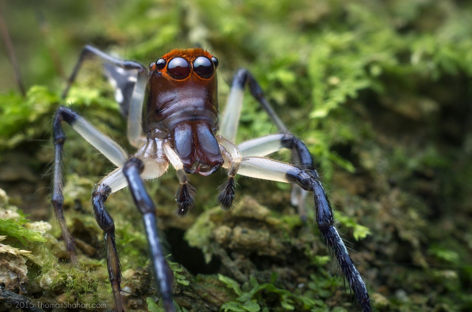spiders in Belize
