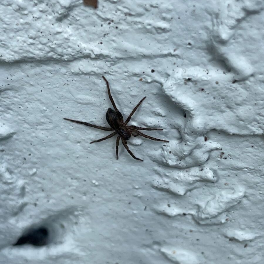  wolf spiders in Idaho