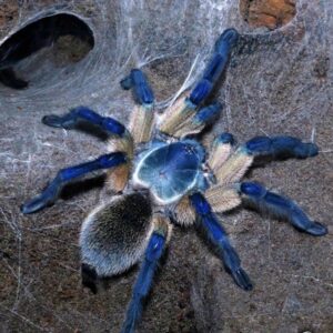 blue baboon tarantula